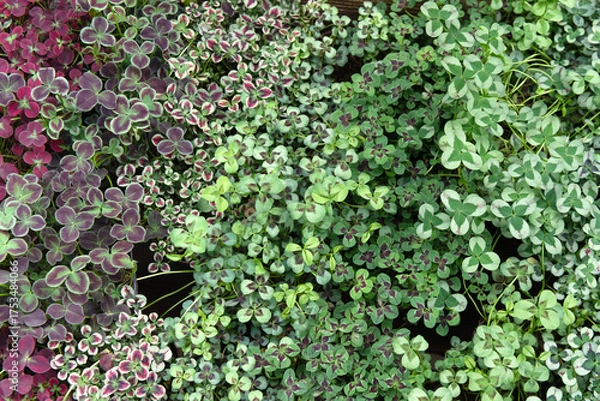 Fototapeta クローバーの葉