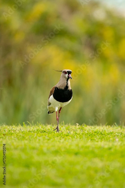Fototapeta grey heron on the grass