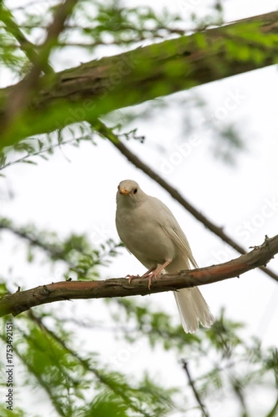 Obraz white dove on branch