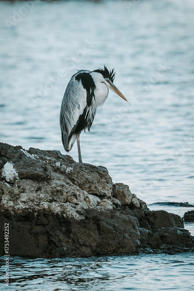 Obraz great blue heron