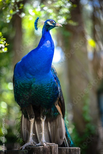 Obraz peacock in the park
