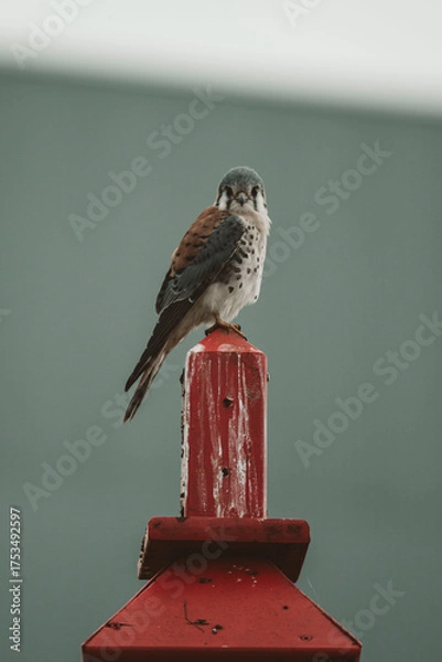 Fototapeta bird of prey
