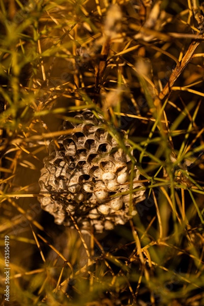 Obraz Wasp nest