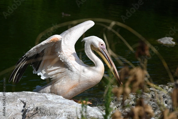 Obraz L'envol du pélican