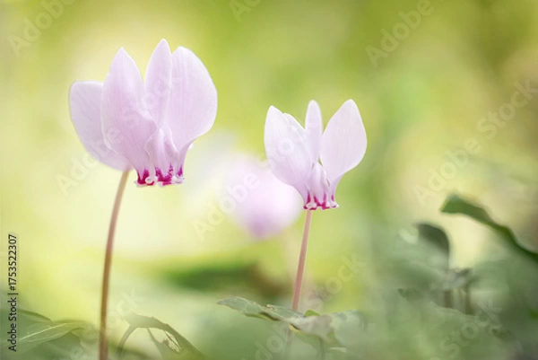 Obraz A pair of cyclamen in colorful undergrowth