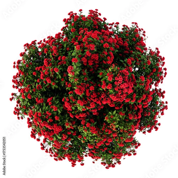 Fototapeta Overhead view of a dense bush, bursting with vibrant red flowers and lush green foliage