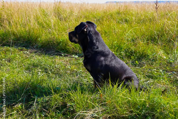Fototapeta A large, black dog sits in a meadow, surrounded by tall green and dry grass, looking away from the frame. Its dark coat contrasts with the bright greenery, highlighting the animal's attentive posture 