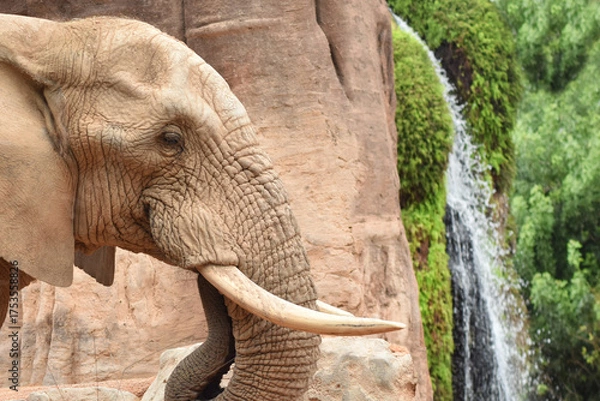 Obraz Elefante bebiendo