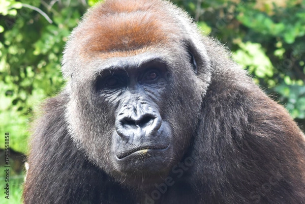 Obraz Gorila con Respeto