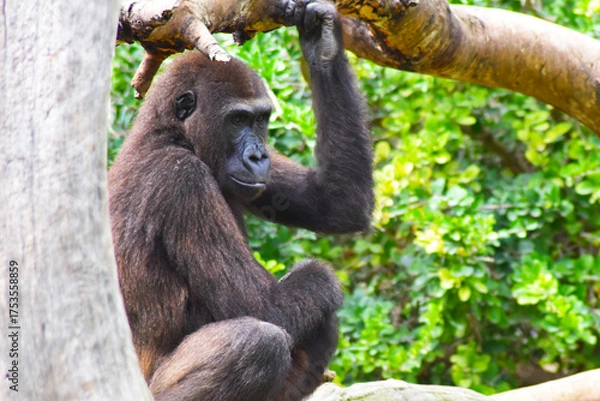 Obraz Gorila a la espera