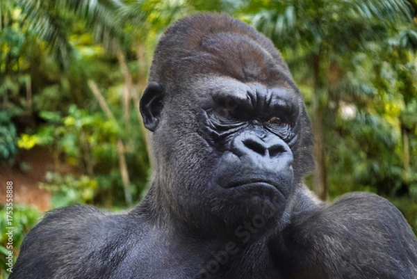 Obraz Mirada de Gorila