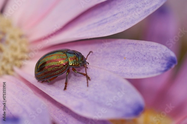 Obraz Rosemary Beetle