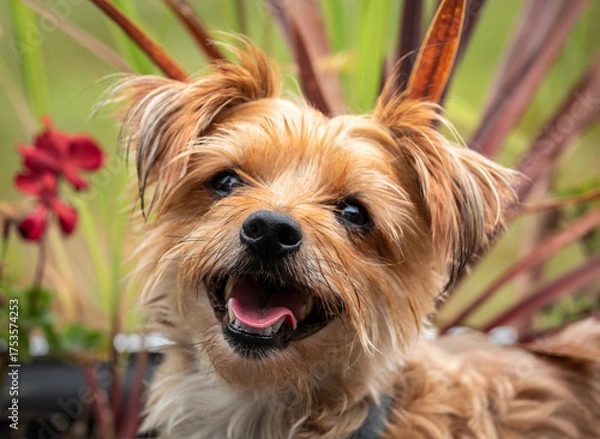 Obraz Portrait of Smiling Yorkie Dog