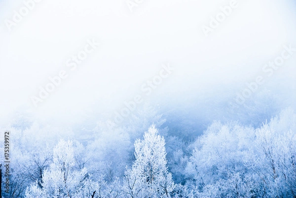 Obraz 冬の道東　霧氷（北海道・川湯温泉）