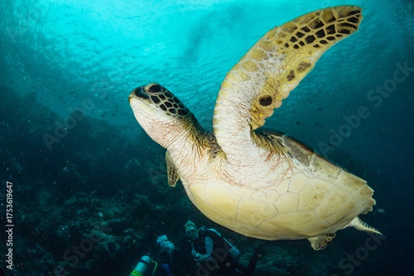 Fototapeta Underwater Encounter with a Sea Turtle