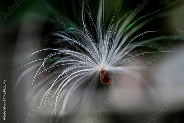 Fototapeta Single silky milkweed seed floating in air
Single silky milkweed seed floating in the air with a blurred natural background.
