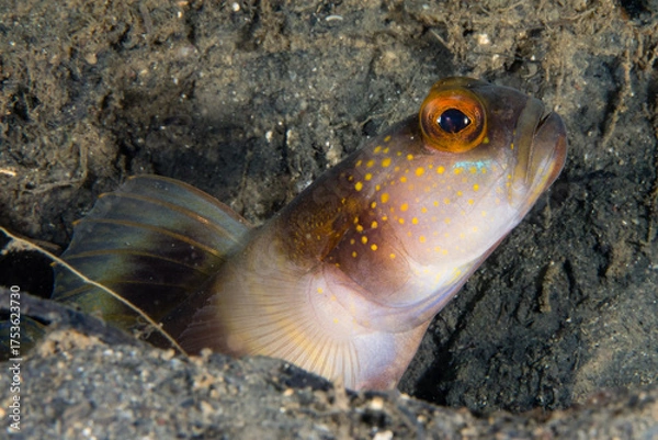 Obraz Curious Fish Hiding in the Ocean Floor