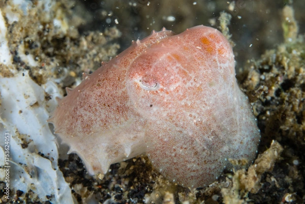 Fototapeta Camouflaged Octopus on the Ocean Floor