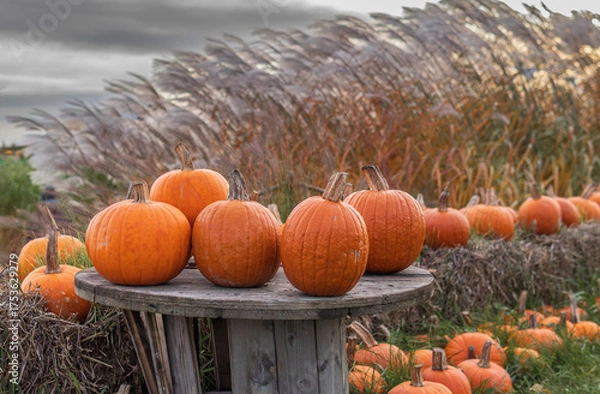 Fototapeta pumpkins on a wooden table