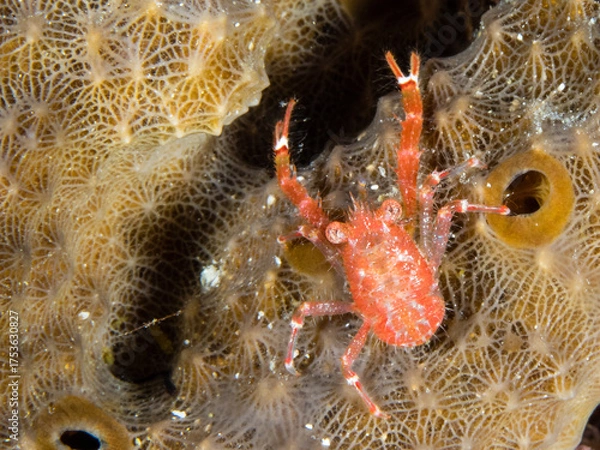 Obraz Red Shrimp on Coral Surface