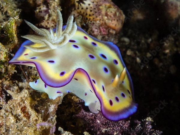 Fototapeta Colorful Nudibranch Sea Slug in the Ocean