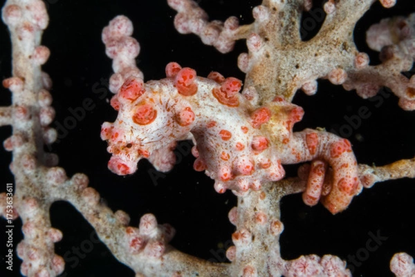 Fototapeta Camouflaged Pygmy Seahorse among Coral