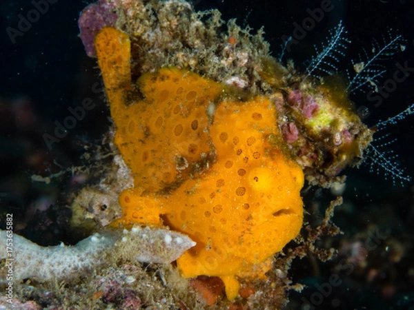 Obraz Orange Sea Sponge on Coral Reef