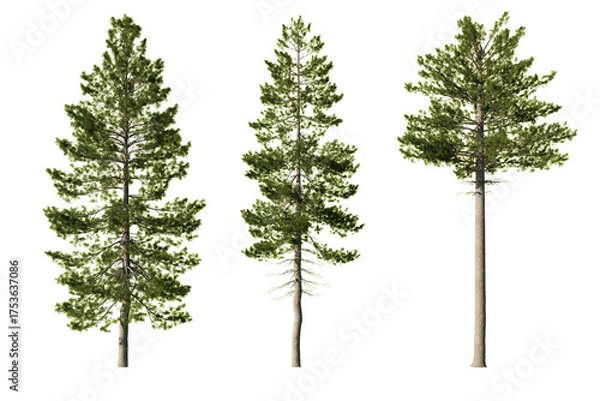 Obraz Three Pinus strobus Eastern white pine trees isolated on white background
