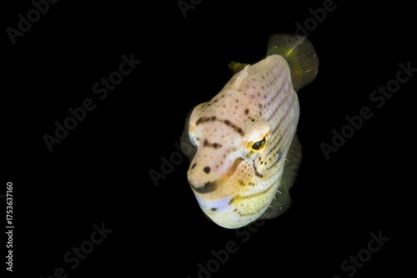 Obraz Spotted Flatfish in Dark Water