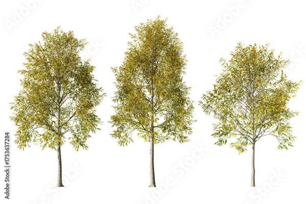 Obraz Three Quercus phellos willow oak trees isolated on white background 02