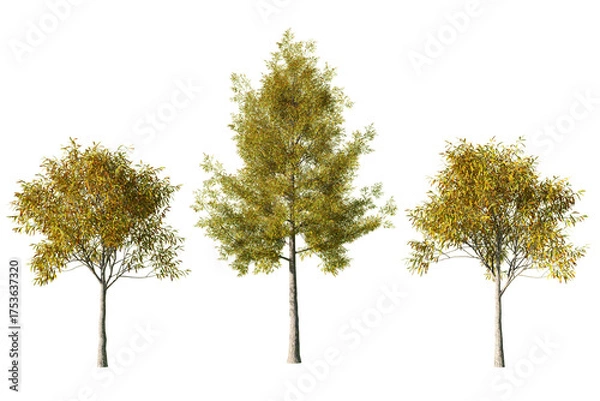 Fototapeta Three Quercus phellos willow oak trees isolated on white background