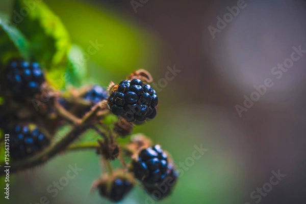 Fototapeta Many ripe blackberries on the vine
