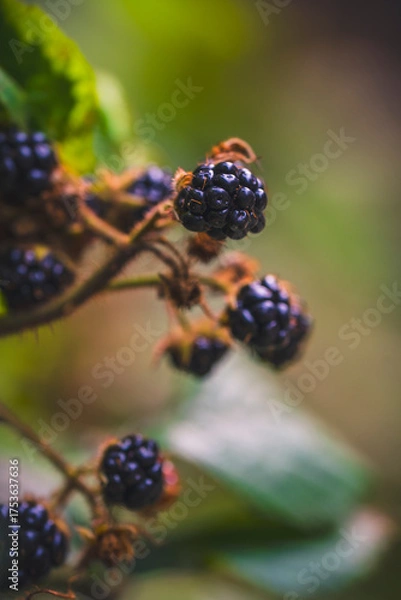 Fototapeta Many ripe blackberries on the vine
