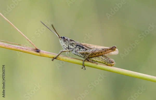 Fototapeta Konik Polny