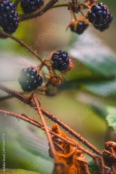 Fototapeta Many ripe blackberries on the vine
