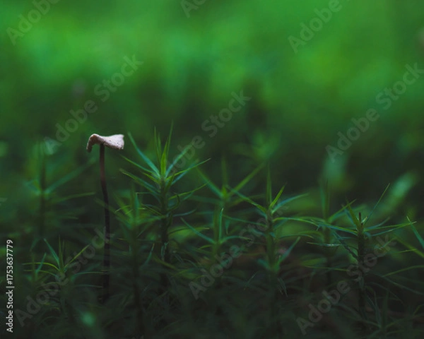 Fototapeta mushroom growing among moss in the forest
