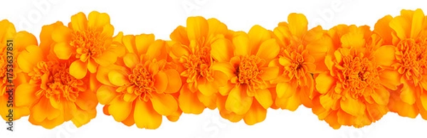 Obraz Marigold flower garland for Day of the Dead celebration on transparent background