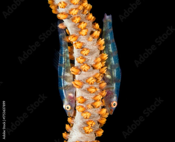 Fototapeta Two Fish on Coral with Orange Polyps