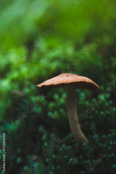 Obraz mushroom growing among moss in the forest
