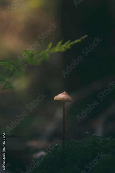Fototapeta mushroom growing among moss in the forest
