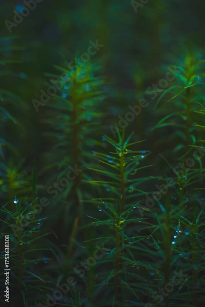Fototapeta dew drops on small plants
