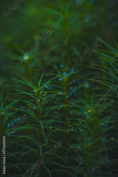 Fototapeta dew drops on small plants

