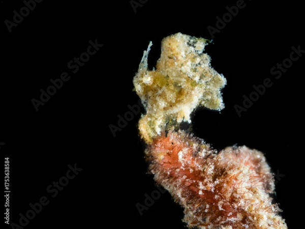 Obraz Camouflaged Marine Creature on Coral