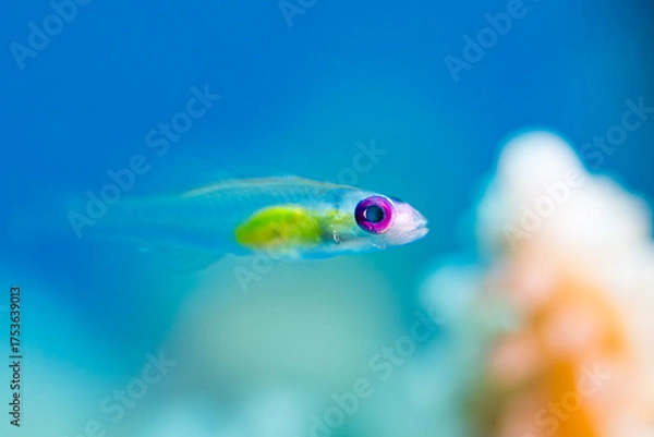 Obraz Colorful Tiny Fish in Clear Blue Water