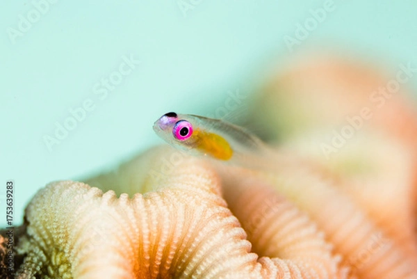 Fototapeta Tiny Transparent Fish on Coral