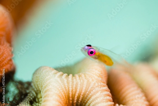 Fototapeta Tiny Transparent Fish on Coral Reef