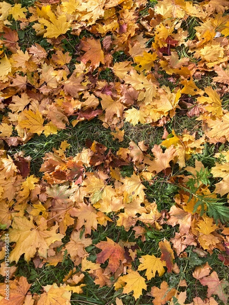 Obraz autumn leaves on the ground