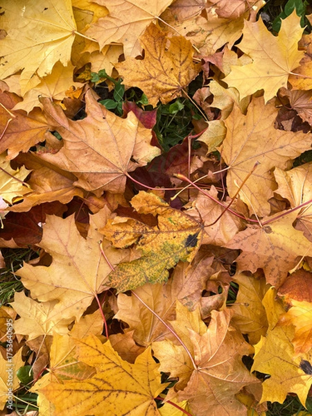 Obraz autumn leaves on the ground