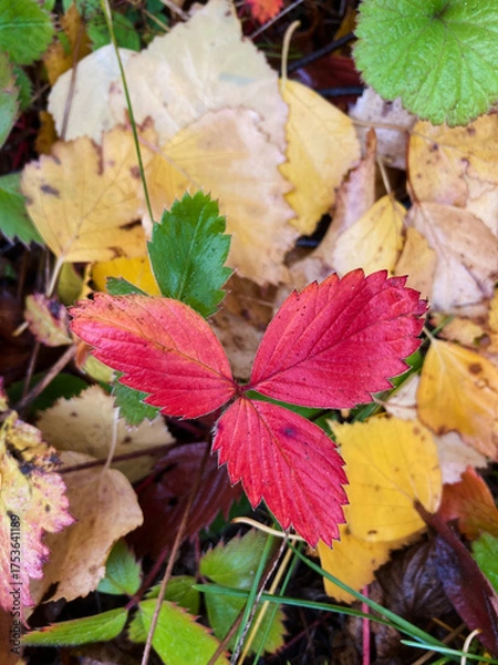 Obraz autumn leaves on the ground