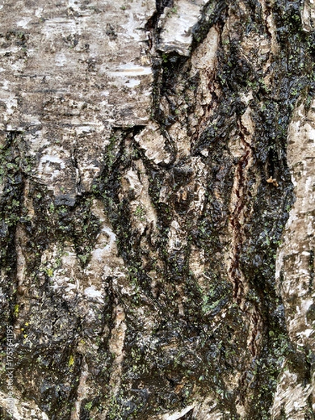 Fototapeta tree bark with moss
